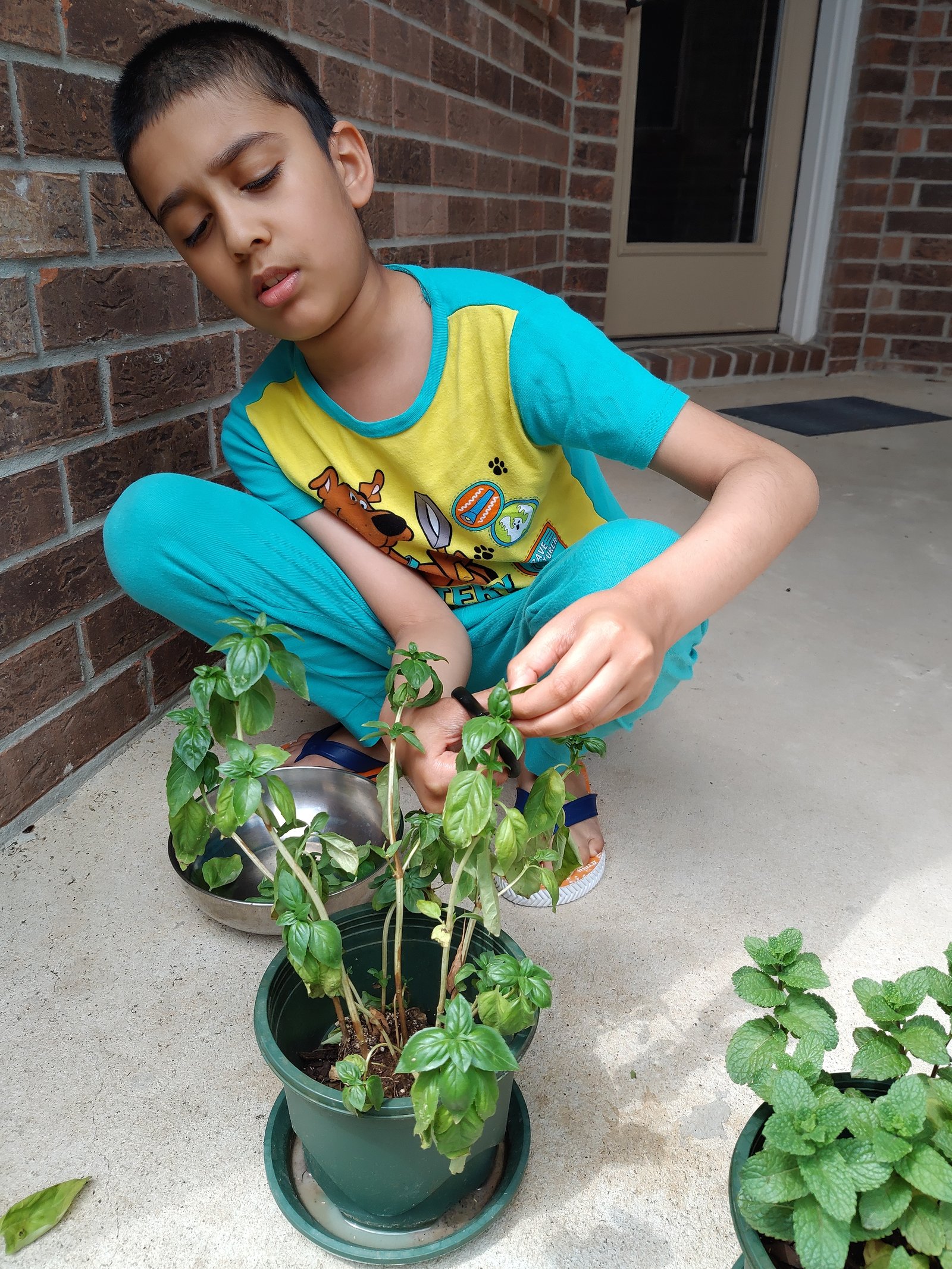 Ayaan's Houston garden