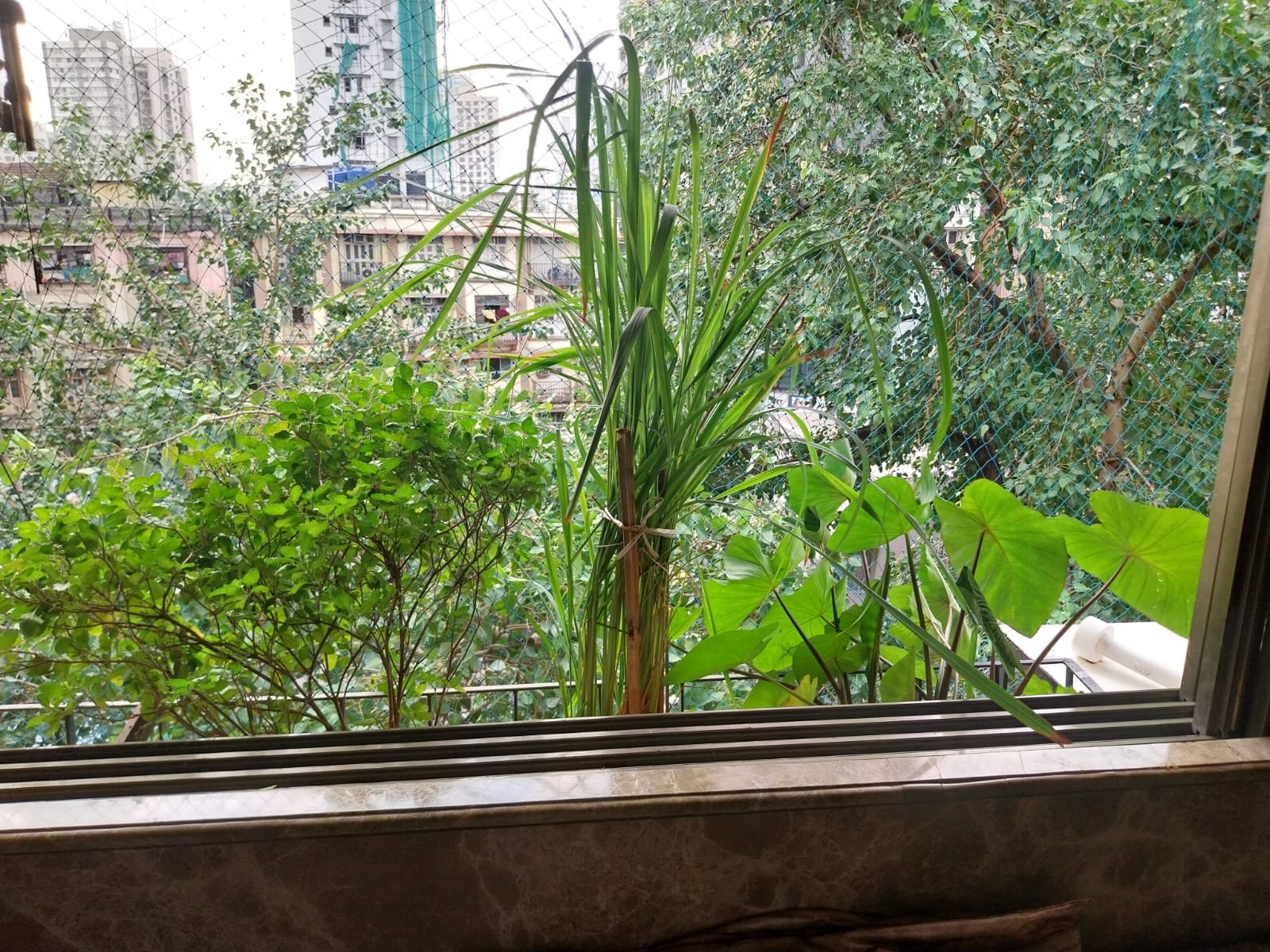 Ayaan caring for his plants in Juhu