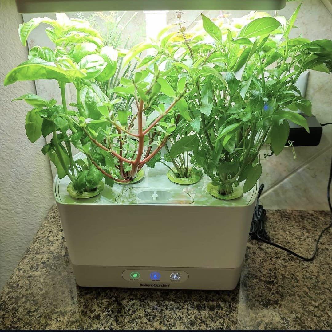Ayaan's Seattle indoor garden