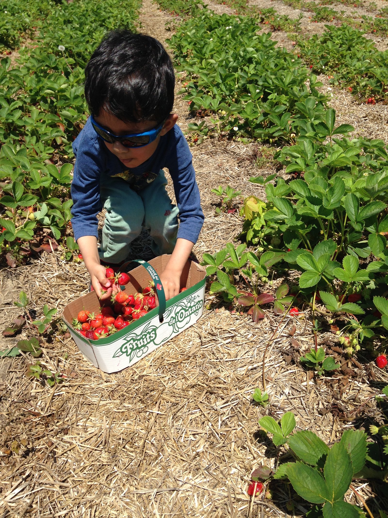 Ayaan strawberry picking