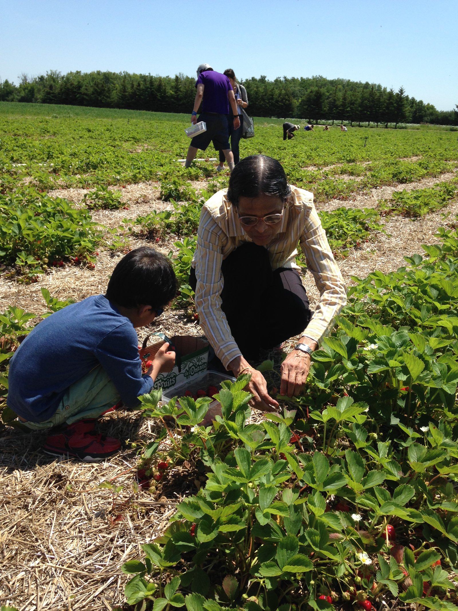 Ayaan strawberry picking