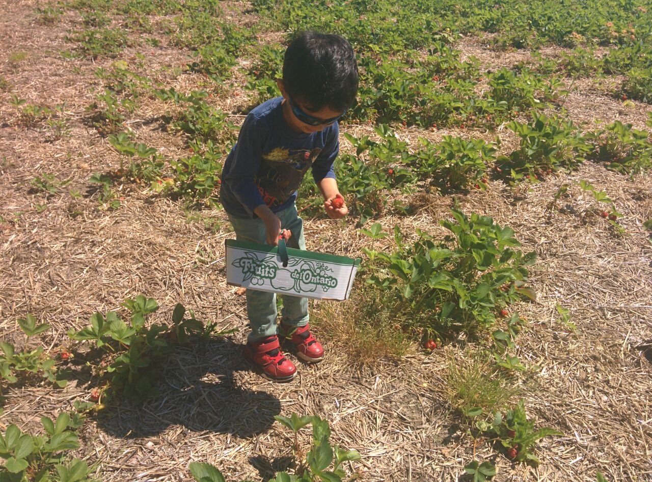 Ayaan strawberry picking