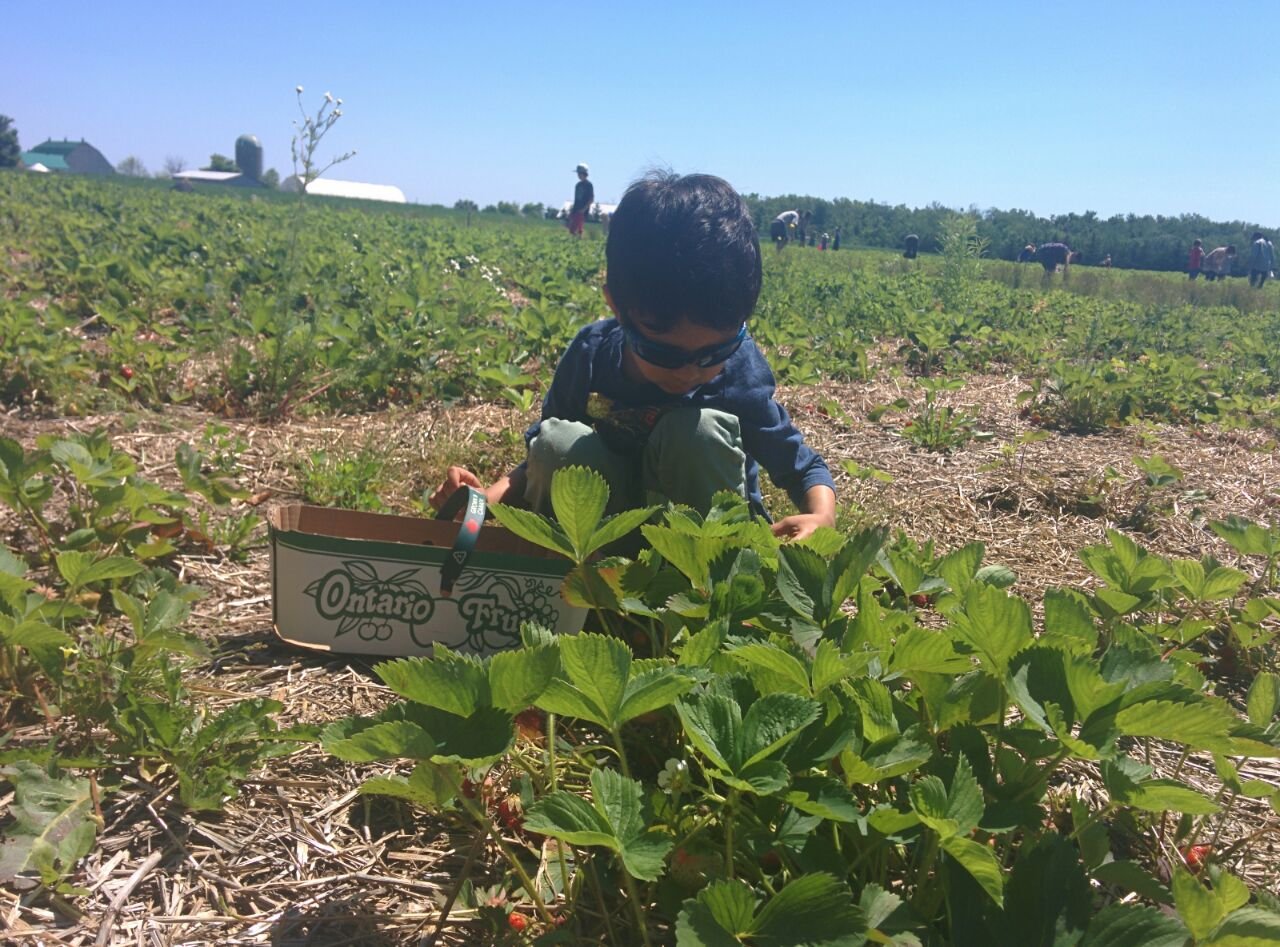 Ayaan strawberry picking